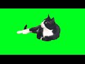 Cat Falling Asleep Green Screen