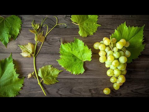 Video: Torpaq örtüyü qızılgülü haqqında məlumat - Yer örtüyü güllərinin yetişdirilməsi haqqında məlumat əldə edin