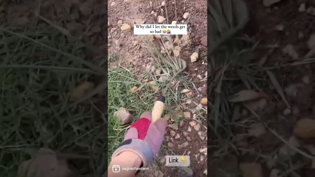 Japanese Garden Hoe! Best tool ever! 