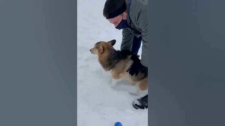 Creative ways to clean your dog’s bum #corgi #dogs - DayDayNews