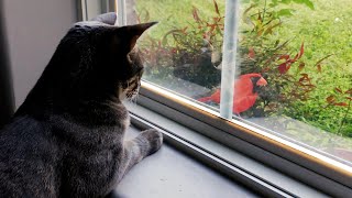 Bird Won't Stop Annoying Cats! - Funny Cardinal