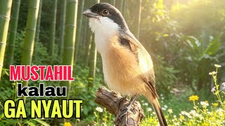toet toet suara cendet gacor PAGI SIANG SORE sangat efektif buat Pancingan cendet diam agr cpt bunyi