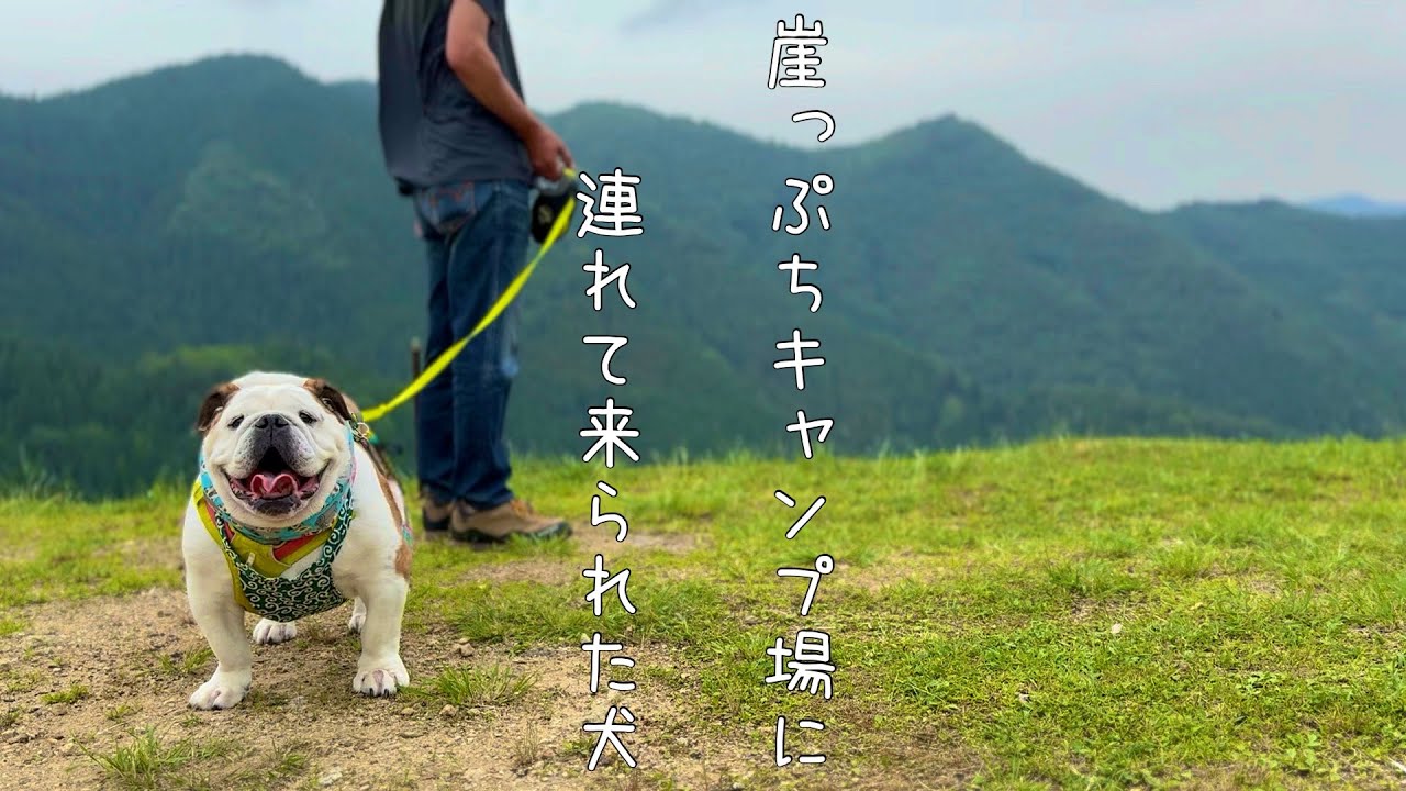 【若杉高原おおやキャンプ場】　ブルドッグを連れて崖っぷちキャンプ場に行って来ました。