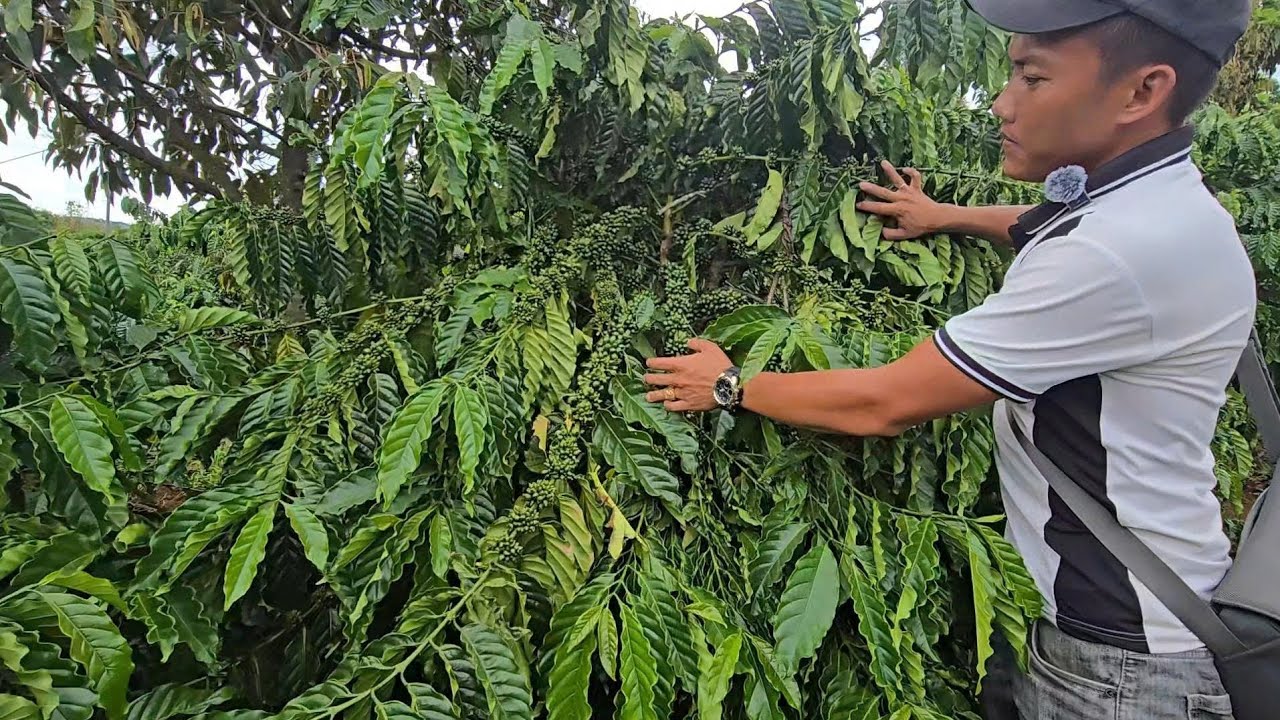 VƯỜN ĐẸP 1.8 HA CÀ PHÊ SEN HỒ TIÊU AO CÁ TO ĐẤT BẰNG ĐẸP BÁM 240 MÉT ĐƯỜNG LH SĐT 0979.653.223