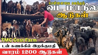 டன் கணக்கில் வட மாநில ஆடுகள் இறக்குமதி  | உயிர் எடையில் விற்பனை | வாரம் 1200 ஆடுகள்  #TheMeatChop