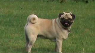 Pug chasing his tail
