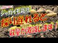 【ジャガイモ栽培】収穫時期の見極め方（収穫の目安＆タイミング・収穫後の保存方法まで完全解説！）