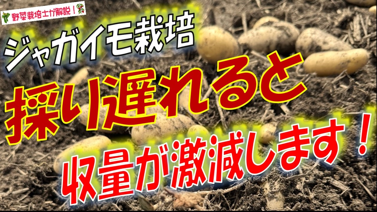 【ジャガイモ栽培】収穫時期の見極め方（収穫の目安＆タイミング・収穫後の保存方法まで完全解説！）