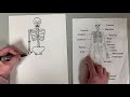 Drawing a skeleton