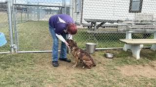 Issue Story - Dog Shelter Overflow