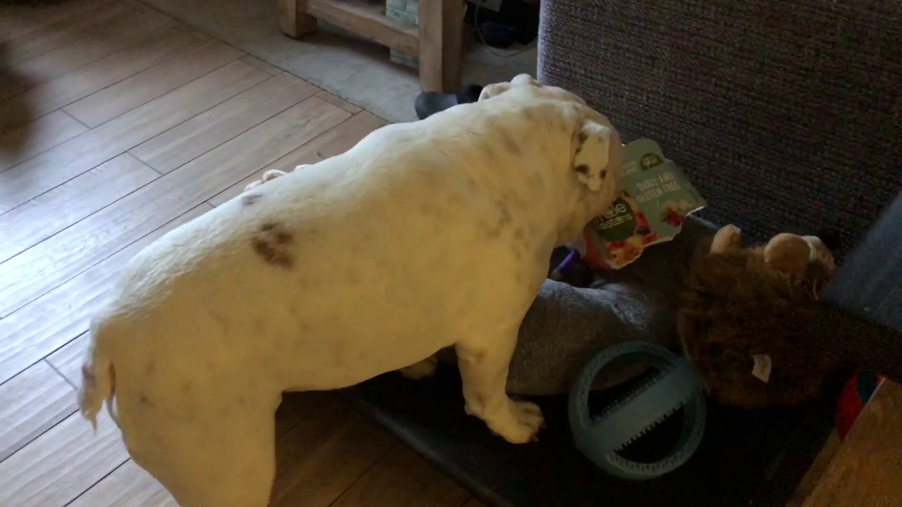 Lincoln doing circle zoomies **cuteness warning** ENGLISH BULLDOG
