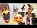 Great Dane — Adorable And Hilarious Videos And Tik Toks Compilation