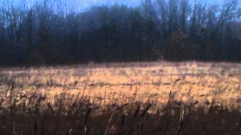 AR-15 shooting exploding targets