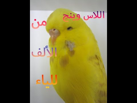 طفرة اللاس وينج في طيور البادجي و كيفية انتاجها و العلامات التي تميزها عصفور البادجي