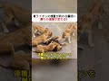 老ライオンの支配が終わる瞬間… 群れの運命が変わる！ #ライオン #群れ #動物の社会 #サバンナ #自然ドキュメンタリー