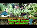 panen pisang super jumbo sampai menguras tenaga warta petani muda hidup di hutan
