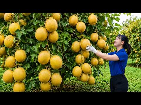 Harvesting Rare Monk Fruits, Giant Red Pineapple & Sell at The Market | Traditional Village Life