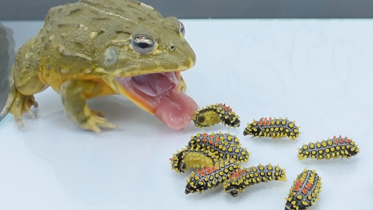 Bullfrogs challenge deathly venomous insects, fortunately they all survived 牛哥挑战死神洋辣子，幸好它们都活了下来- YouTube