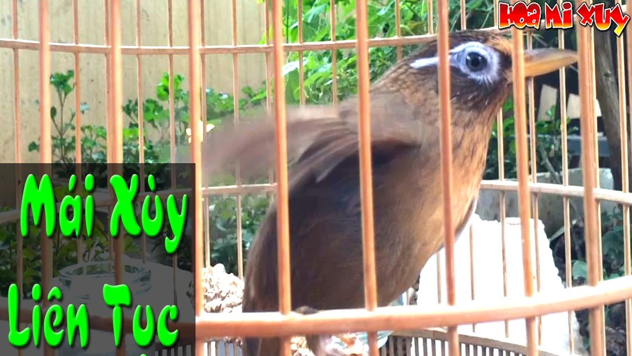 Họa mi mái kích trống cực hiệu quả nhanh buổi sáng, thúc trống tại nhà mới nhất