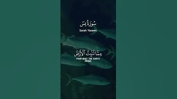 راحة نفسية مع آيات من القرآن الكريم #اكسبلور #المصحف #راحة_نفسية #حالات_واتس#دويتو#لايك