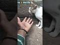 tiger Woods cat 🐈 #animals #cat #tiger #funny #cute #kitten #cuteanimal #catfunny #catvideos #cuteca