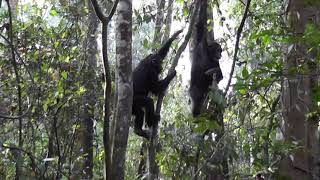 Eastern chimpanzee gesture - Dangle (Example 1)