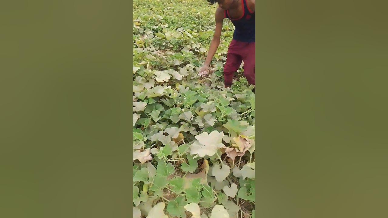 Lauki Ke Paudhe Mein Khad Pad Raha Hai ytshorts Video YouTube lauki-ke-paudhe-mein-khad-pad-raha-hai-ytshorts-video-youtube