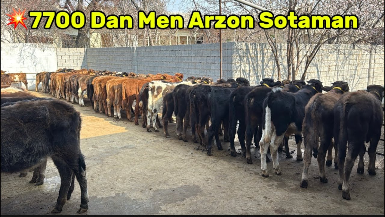 😱SIZ IZLAGAN ARZONCHI YANA QAYTDI✅ SHOK NARXLAR ULGURIB QOLING💥