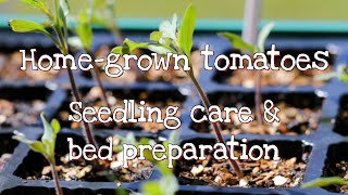 Grow awesome tomatoes!     Pt2Seedling care & bed preparation