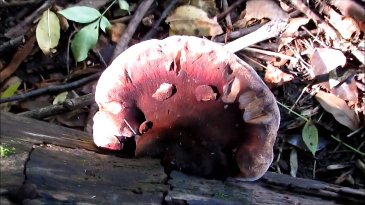 Some North Dakota September Mushrooms YouTube
