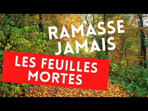 Ne ramasse jamais les feuilles mortes pour les répandres au potager