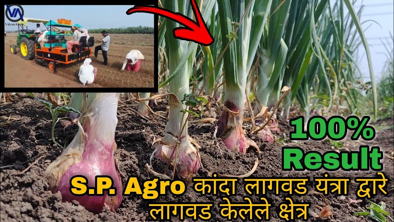 SP Agro onion planting machin Result |contact :8999095409/8390580203 कांदा लागवड यंत्र रिझल्ट |