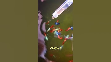 How to take care of guppy fry 🐠 #shorts #guppy