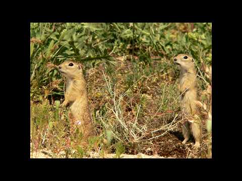 Суслик малый и крапчатый - Крики тревоги! Gopher small and speckled - screams of alarm!