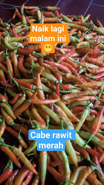 cabe rawit merah harga naik lagi 😄🥰