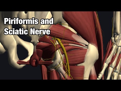 Video: Di manakah nervus kutaneus antebrachialis posterior?