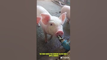 Pigs Drinking Water from a Nipple Drinker