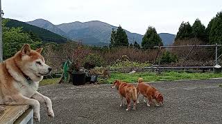 娘と父…と息子の記録