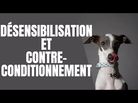Vidéo: Comprendre le contreconditionnement des chiens