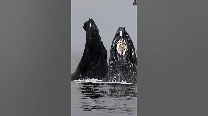 SURPRISING HUMPBACK WHALE LUNGE FEEDING IN FRONT OF WHALE WATCH BOAT - DayDayNews