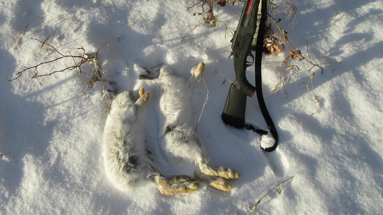 Snaring Rabbits YouTube
