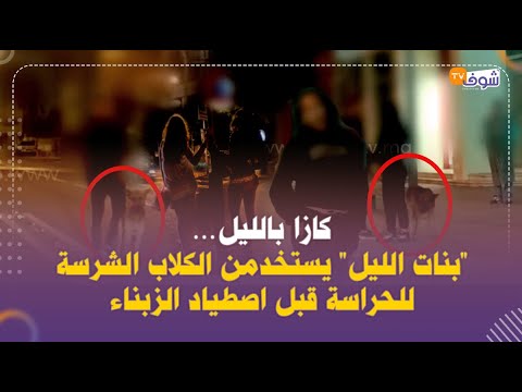 كازا بالليل بنات الليل يستخدمن الكلاب الشرسة للحراسة قبل اصطياد الزبناء