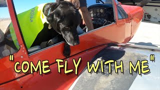 Taking my dog in a plane. with www.hour-building.com by Percy The Labrador 905 views 1 year ago 11 minutes, 56 seconds