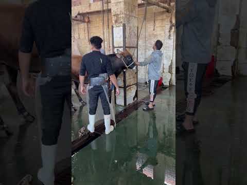 ذبح عجل Youtubehighfive Youtubecreators CraftButchery MeatMaster FreshCuts ButcherLife GedBeef