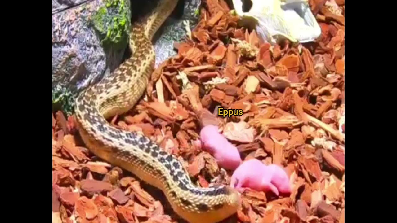 Snake Eats Pinkies (Mice) *Warning* live feed hungry Snake live