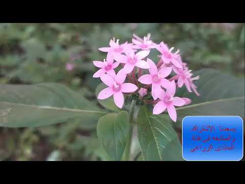 زراعة واكثار نبات البنتس