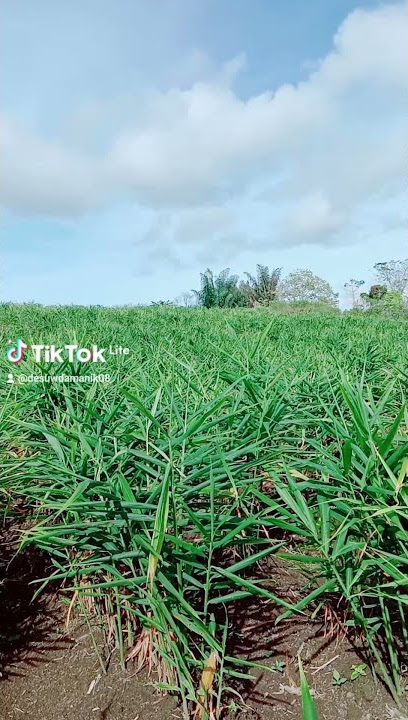 NASIB PETANI JAHE 😭 MODAL BANYAK HARGA MURAHH, HANCUR SUDAHH