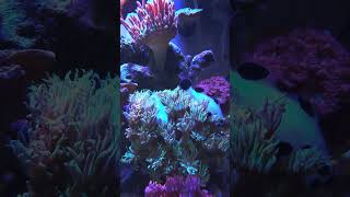 casal de peixe palhaço  (nemo), mesmo tendo anêmona   ficam na goniopora. #nemo #aquário #reef