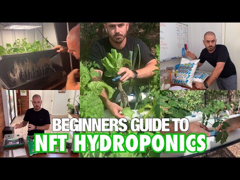 Beginners Guide To NFT Hydroponics