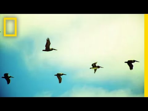 Explorers | National Geographic